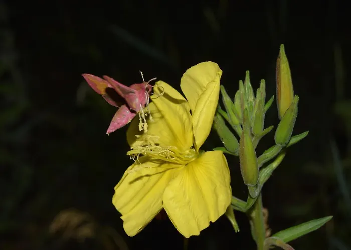 Le Moulin Du Bateau - Chambres De Charme Bed & Breakfast Leotoing